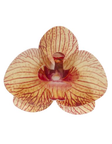 Set 10 orquídeas amarillas de oblea 7,5 - 8,5 cm Dekora