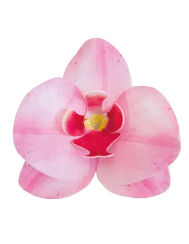 Set 10 orquídeas rosa de oblea 7,5 - 8,5 cm Dekora