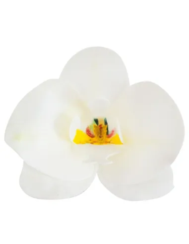 Set 10 orquídeas blancas de oblea 7,5 - 8,5 cm Dekora