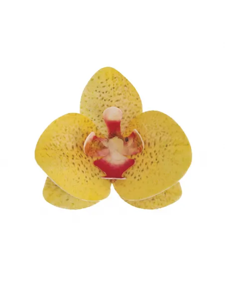 Set 10 orquídeas amarillas de oblea 7,5 - 8,5 cm Dekora